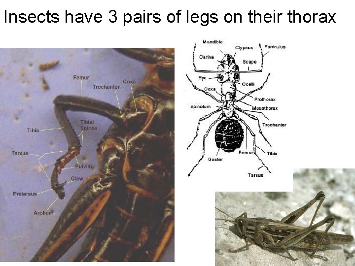 Insects have 3 pairs of legs on their thorax Insects have 3 pairs of legs on their thorax