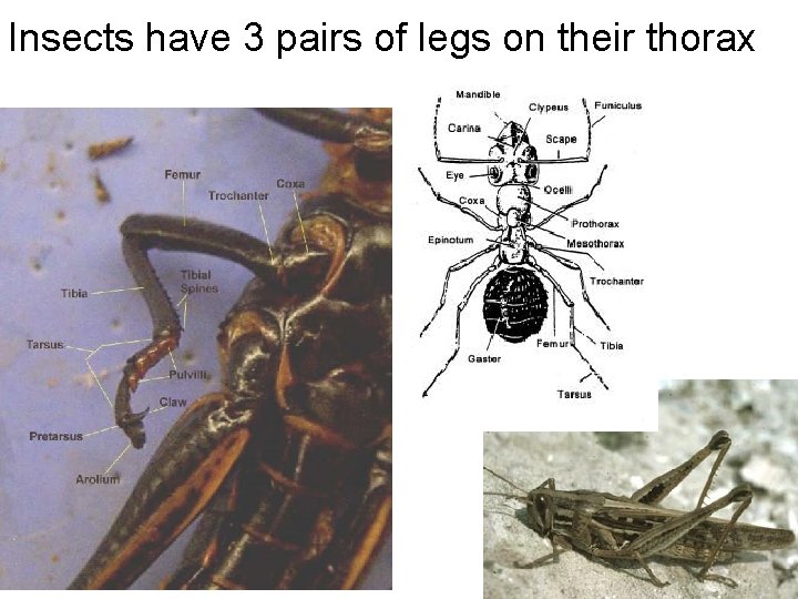 Insects have 3 pairs of legs on their thorax 