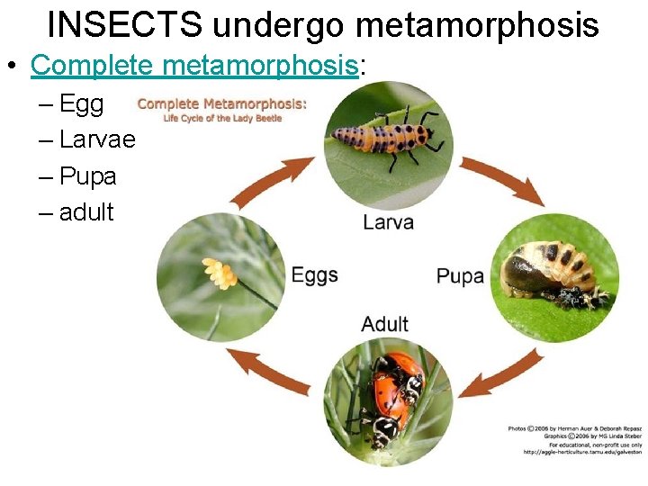 INSECTS undergo metamorphosis • Complete metamorphosis: – Egg – Larvae – Pupa – adult INSECTS undergo metamorphosis • Complete metamorphosis: – Egg – Larvae – Pupa – adult