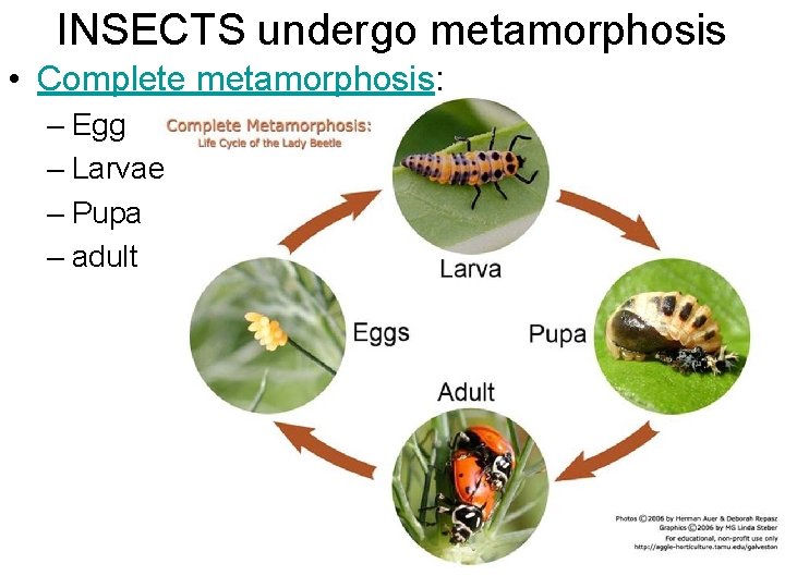 INSECTS undergo metamorphosis • Complete metamorphosis: – Egg – Larvae – Pupa – adult