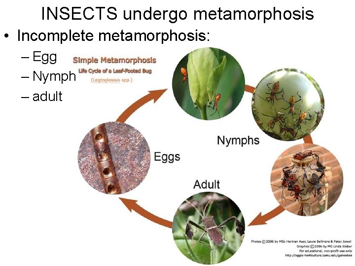 INSECTS undergo metamorphosis • Incomplete metamorphosis: – Egg – Nymph – adult 