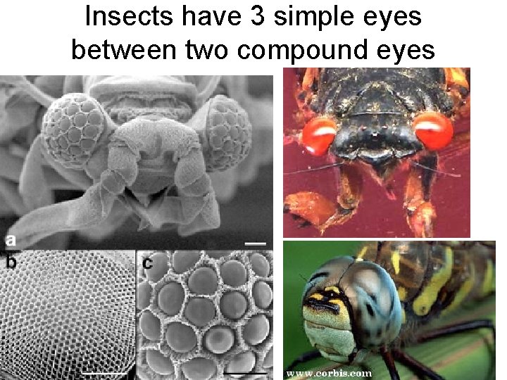 Insects have 3 simple eyes between two compound eyes Insects have 3 simple eyes between two compound eyes