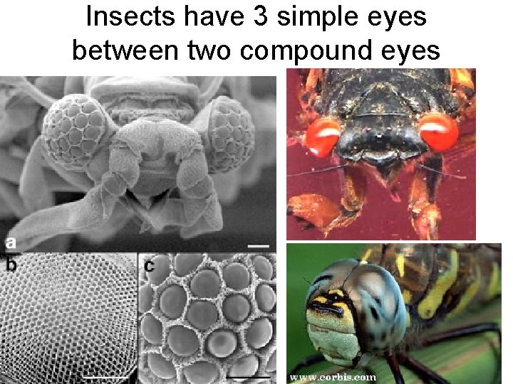 Insects have 3 simple eyes between two compound eyes 