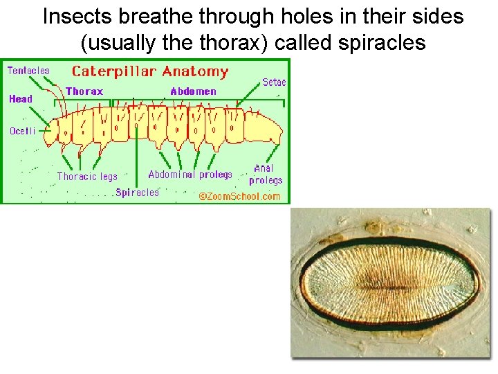 Insects breathe through holes in their sides (usually the thorax) called spiracles Insects breathe through holes in their sides (usually the thorax) called spiracles