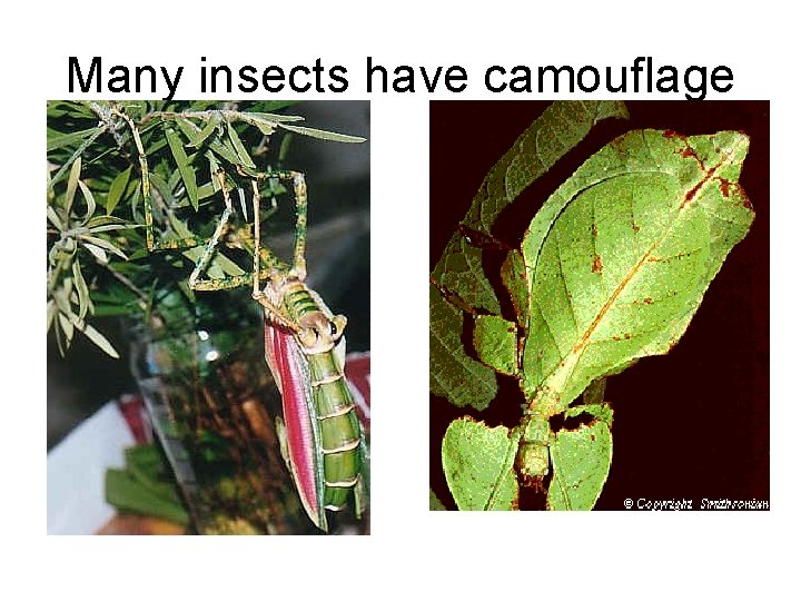 Many insects have camouflage 