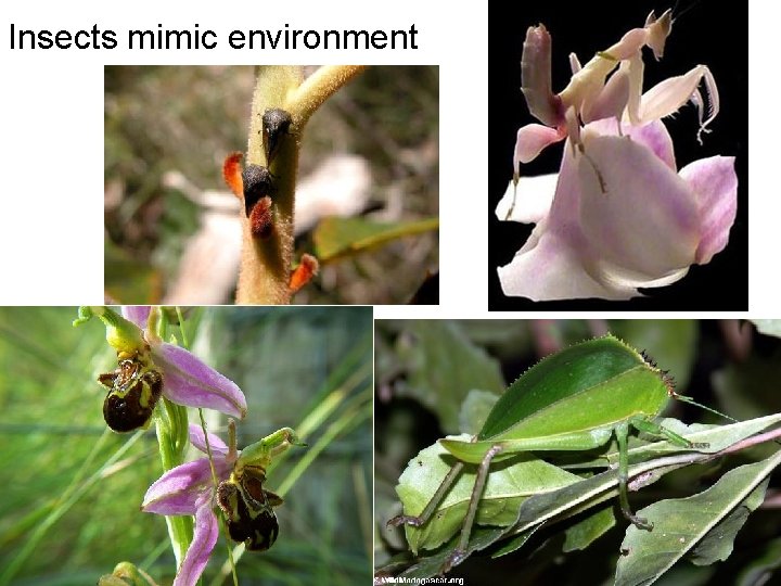 Insects mimic environment Insects mimic environment