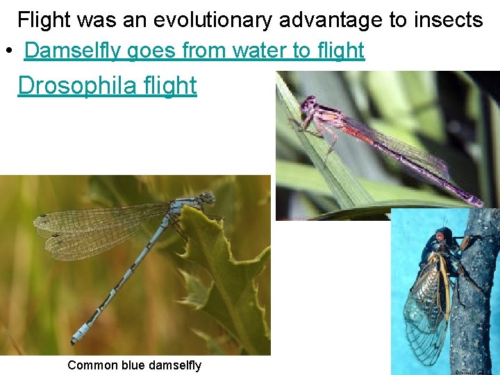 Flight was an evolutionary advantage to insects • Damselfly goes from water to flight