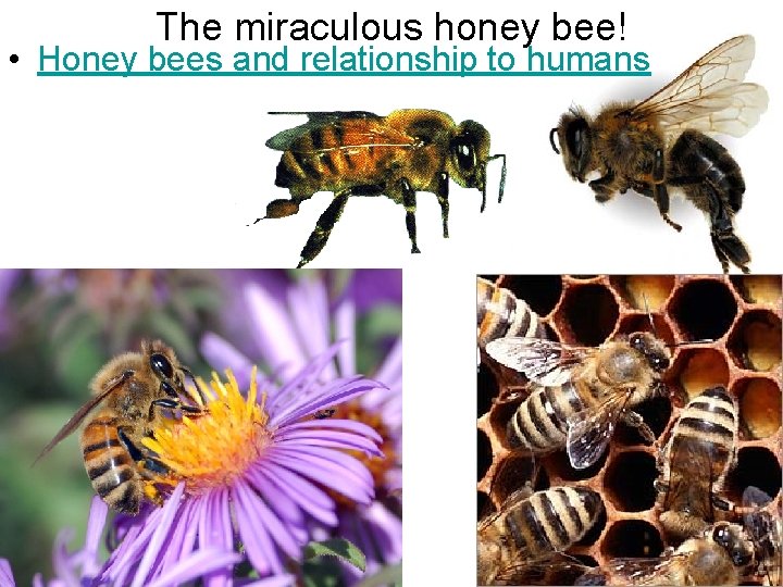 The miraculous honey bee! • Honey bees and relationship to humans 