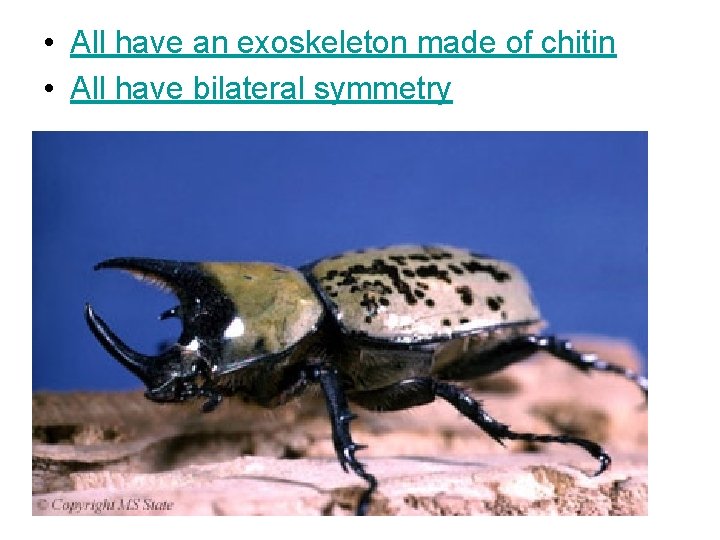 • All have an exoskeleton made of chitin • All have bilateral symmetry • All have an exoskeleton made of chitin • All have bilateral symmetry
