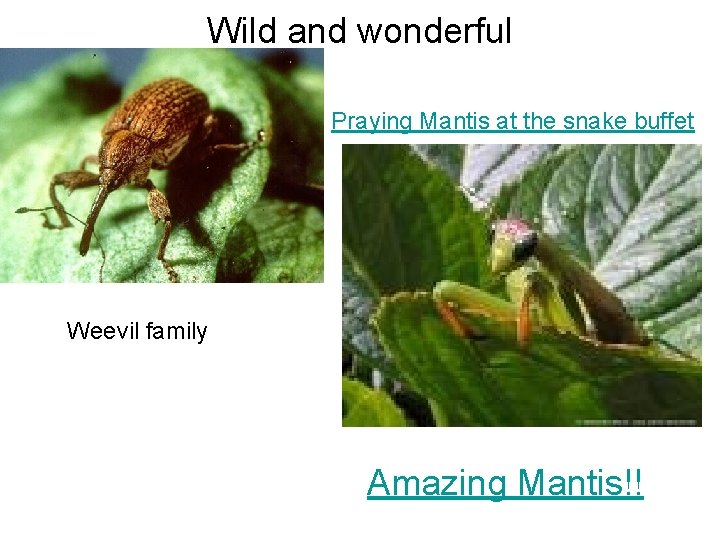 Wild and wonderful Praying Mantis at the snake buffet Weevil family Amazing Mantis!! 