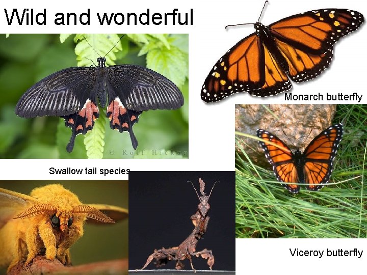 Wild and wonderful Monarch butterfly Swallow tail species Viceroy butterfly 