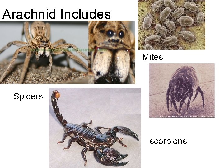 Arachnid Includes Mites Spiders scorpions 