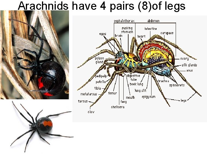 Arachnids have 4 pairs (8)of legs 