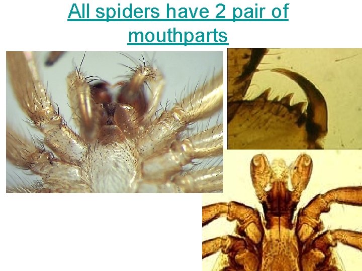 All spiders have 2 pair of mouthparts All spiders have 2 pair of mouthparts