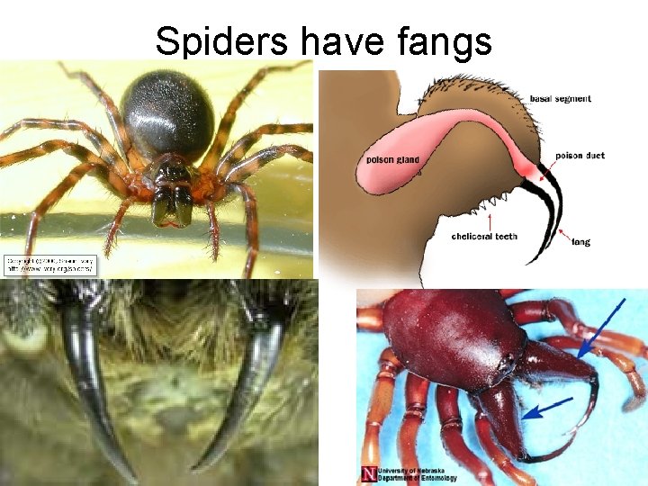 Spiders have fangs Spiders have fangs