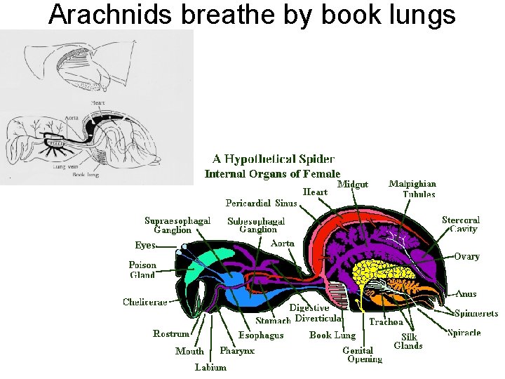 Arachnids breathe by book lungs 