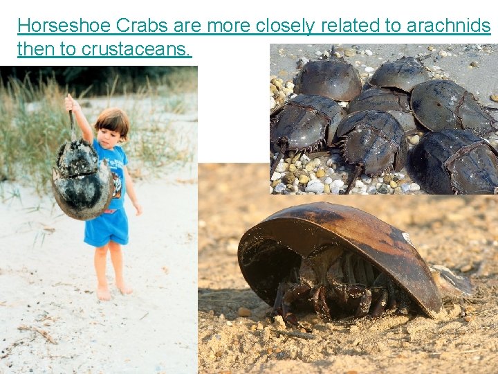 Horseshoe Crabs are more closely related to arachnids then to crustaceans. 