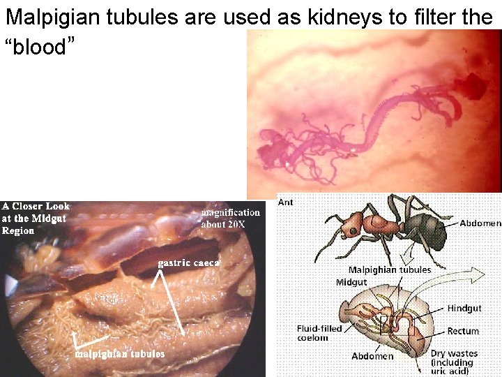 Malpigian tubules are used as kidneys to filter the “blood” Malpigian tubules are used as kidneys to filter the “blood”