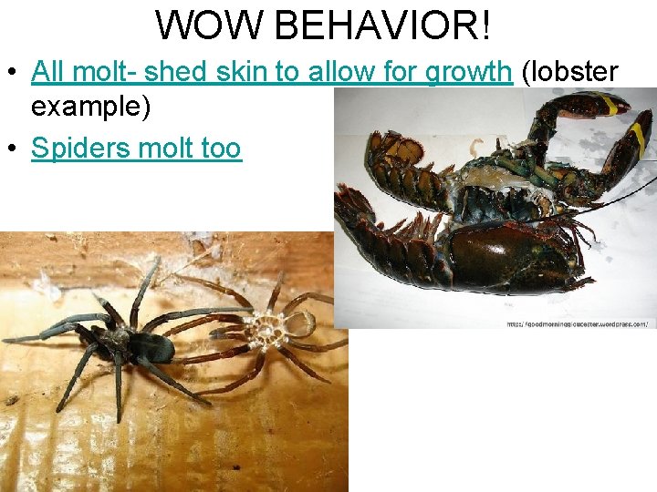 WOW BEHAVIOR! • All molt- shed skin to allow for growth (lobster example) •