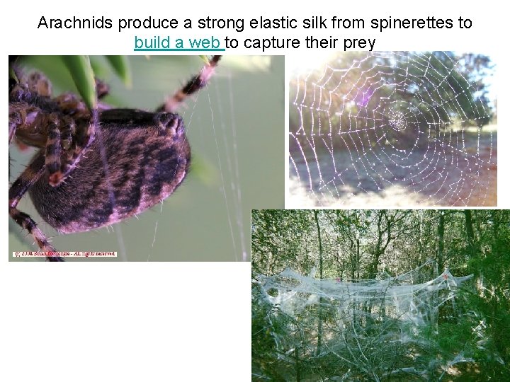 Arachnids produce a strong elastic silk from spinerettes to build a web to capture Arachnids produce a strong elastic silk from spinerettes to build a web to capture