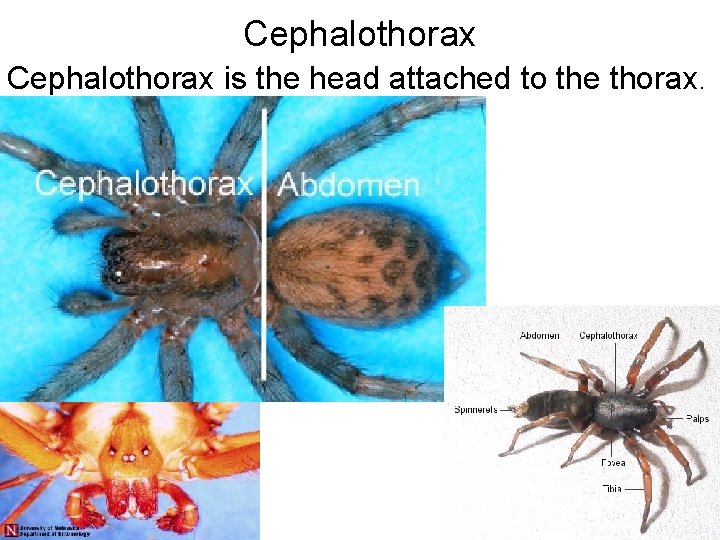 Cephalothorax is the head attached to the thorax. Cephalothorax is the head attached to the thorax.