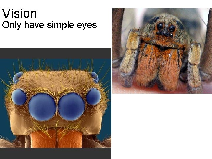 Vision Only have simple eyes 