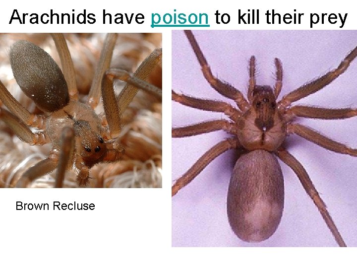 Arachnids have poison to kill their prey Brown Recluse 
