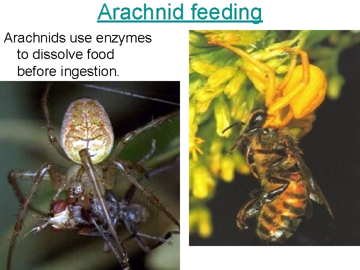 Arachnid feeding Arachnids use enzymes to dissolve food before ingestion. 