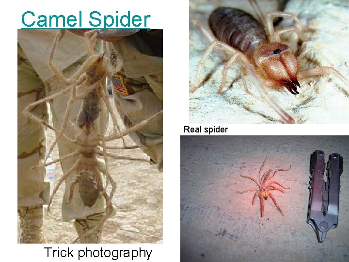 Camel Spider Real spider Trick photography 