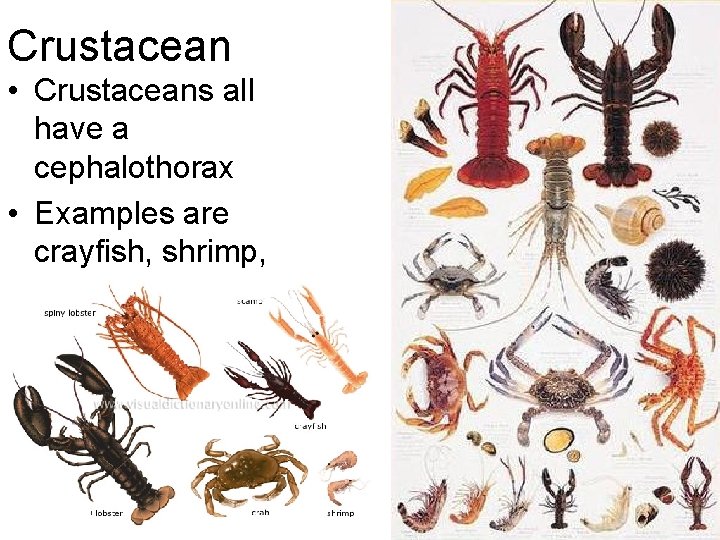 Crustacean • Crustaceans all have a cephalothorax • Examples are crayfish, shrimp, lobster, and