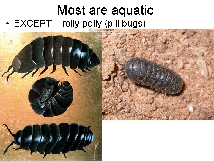 Most are aquatic • EXCEPT – rolly polly (pill bugs) 
