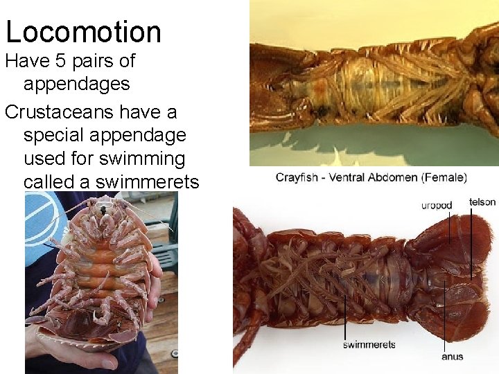 Locomotion Have 5 pairs of appendages Crustaceans have a special appendage used for swimming