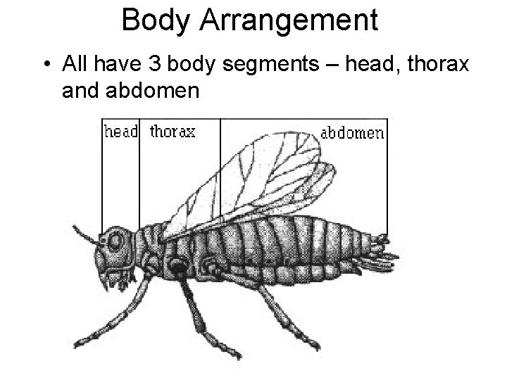 Body Arrangement • All have 3 body segments – head, thorax and abdomen 