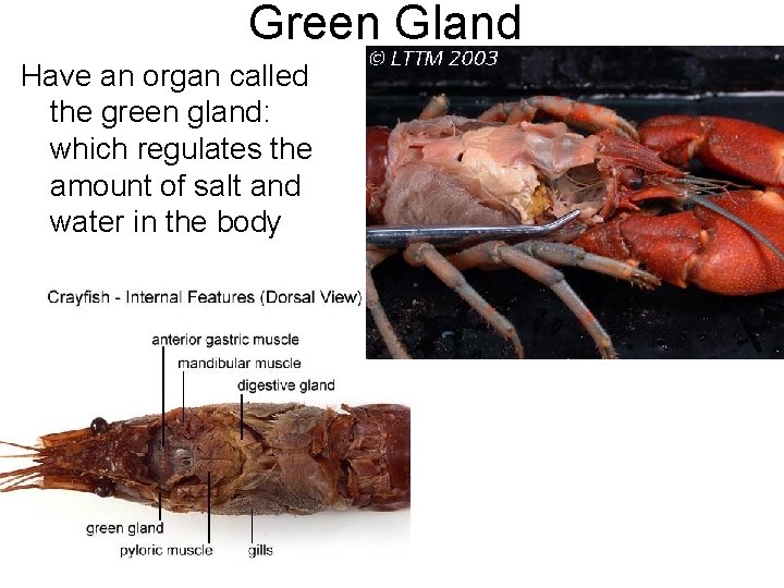 Green Gland Have an organ called the green gland: which regulates the amount of