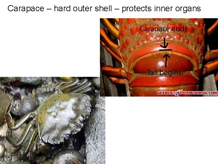 Carapace – hard outer shell – protects inner organs 