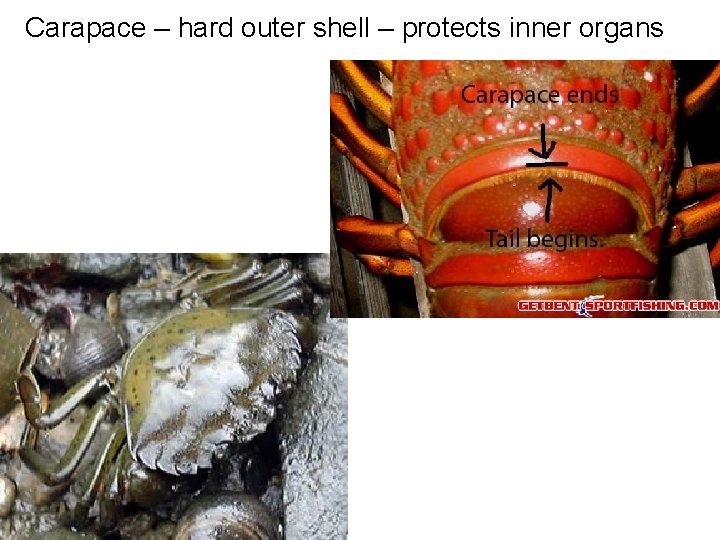 Carapace – hard outer shell – protects inner organs Carapace – hard outer shell – protects inner organs