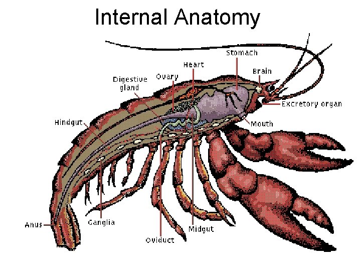 Internal Anatomy Internal Anatomy