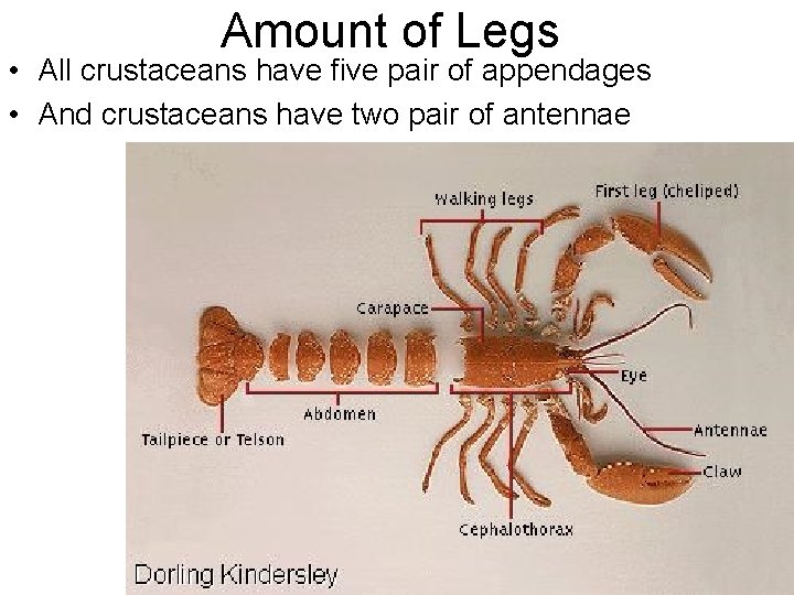 Amount of Legs • All crustaceans have five pair of appendages • And crustaceans Amount of Legs • All crustaceans have five pair of appendages • And crustaceans