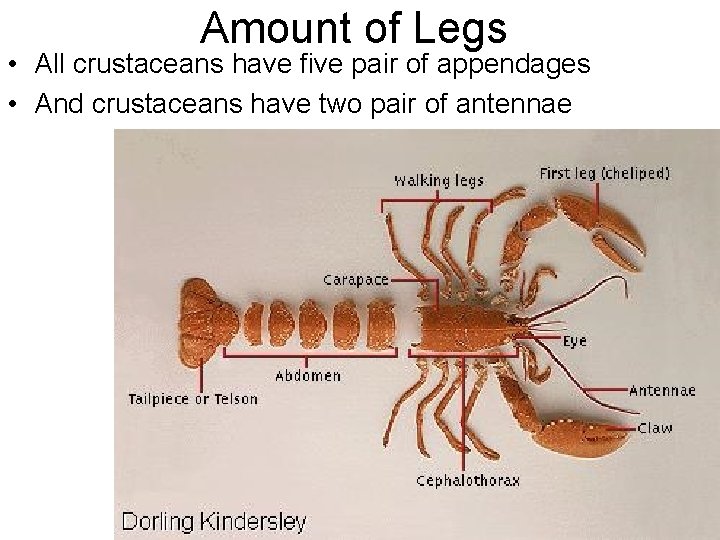 Amount of Legs • All crustaceans have five pair of appendages • And crustaceans
