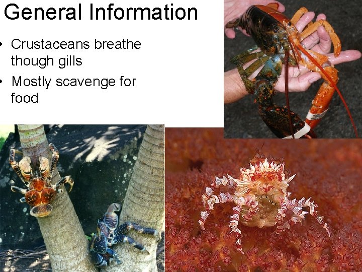 General Information • Crustaceans breathe though gills • Mostly scavenge for food 