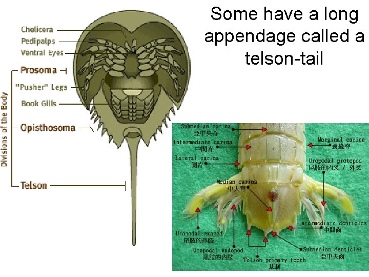 • Some have a long appendage called a telson-tail • Some have a long appendage called a telson-tail