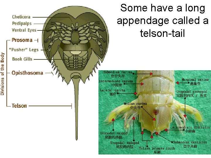 • Some have a long appendage called a telson-tail 