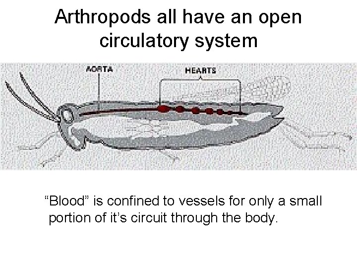 Arthropods all have an open circulatory system “Blood” is confined to vessels for only Arthropods all have an open circulatory system “Blood” is confined to vessels for only
