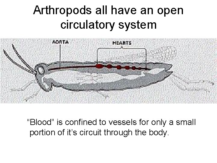 Arthropods all have an open circulatory system “Blood” is confined to vessels for only