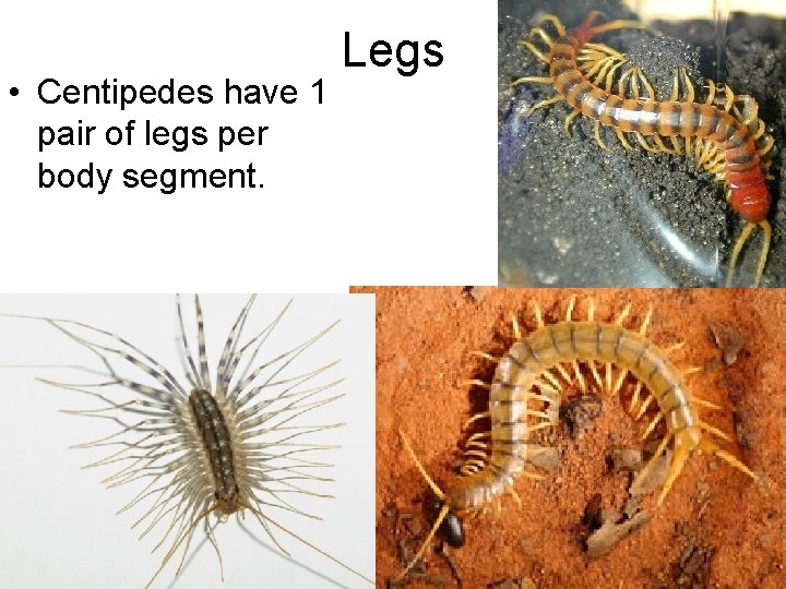  • Centipedes have 1 pair of legs per body segment. Legs 