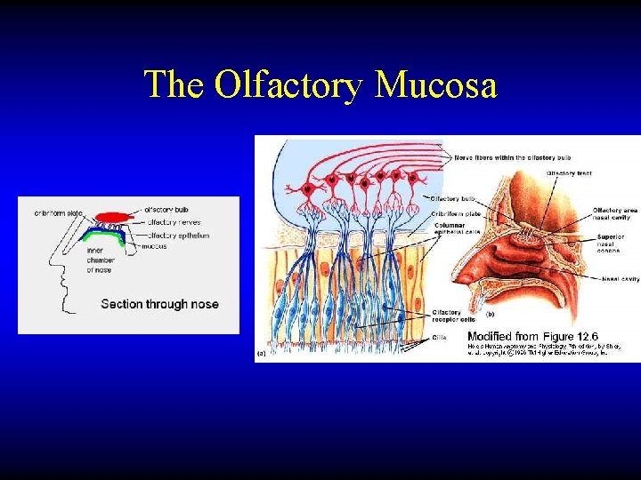 The Olfactory Mucosa 