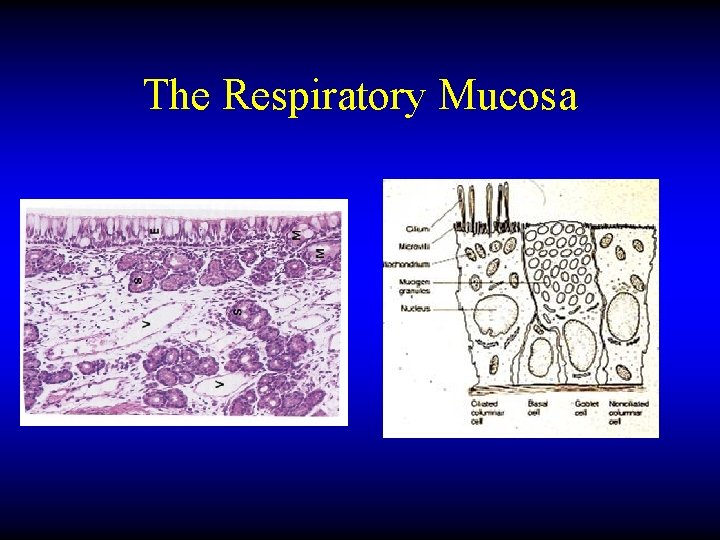 The Respiratory Mucosa 