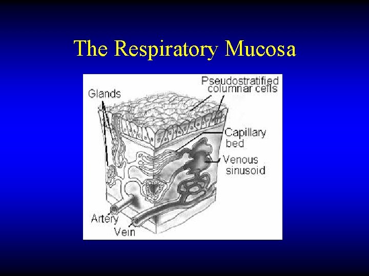 The Respiratory Mucosa 