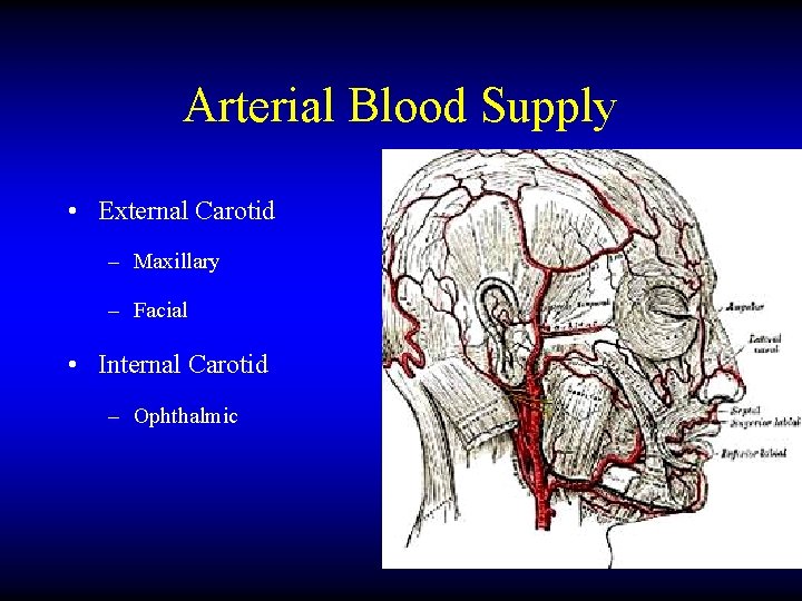 Arterial Blood Supply • External Carotid – Maxillary – Facial • Internal Carotid –