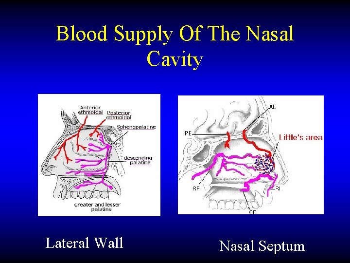 Blood Supply Of The Nasal Cavity Lateral Wall Nasal Septum 